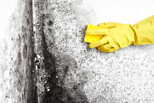 Attic Mold Removal in Grovetown, GA