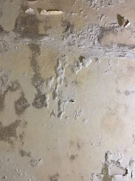 Best Same-Day Mold Removal  in Grovetown, GA