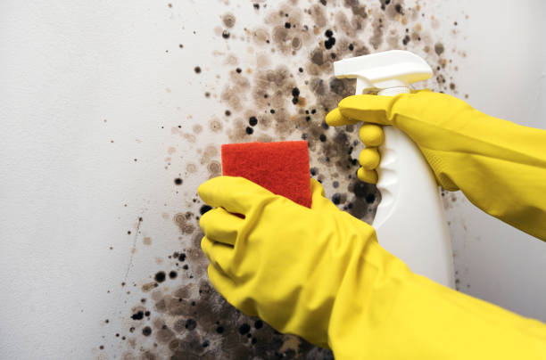 Best Black Mold Removal  in Grovetown, GA