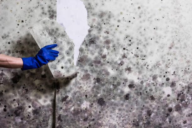 Best Crawl Space Mold Removal  in Grovetown, GA