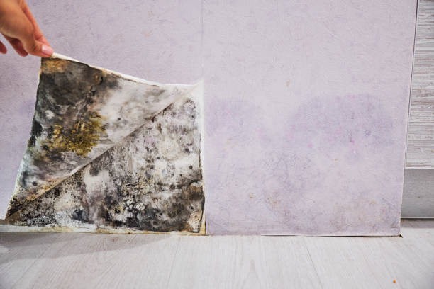 Best Attic Mold Removal  in Grovetown, GA